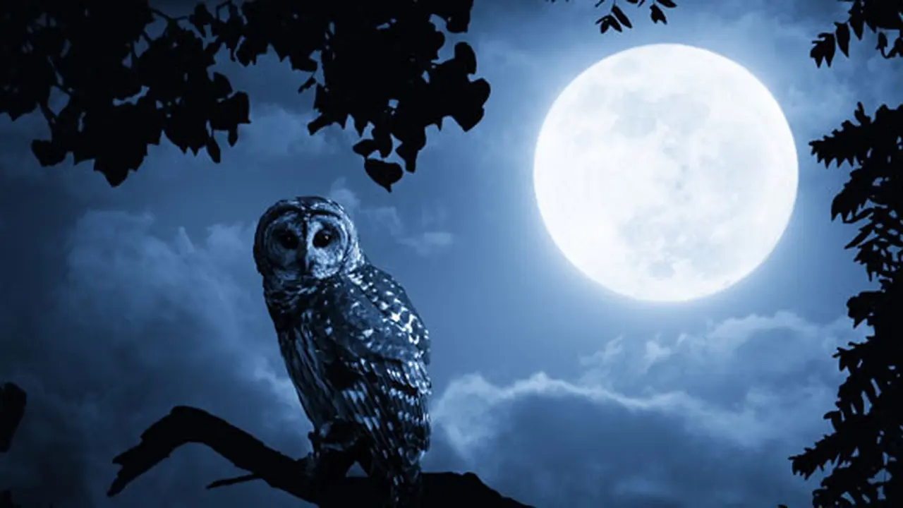 Foto: shutterstock