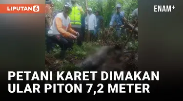 Geger! Petani Karet di Tanjabbar Dimakan Ular Piton