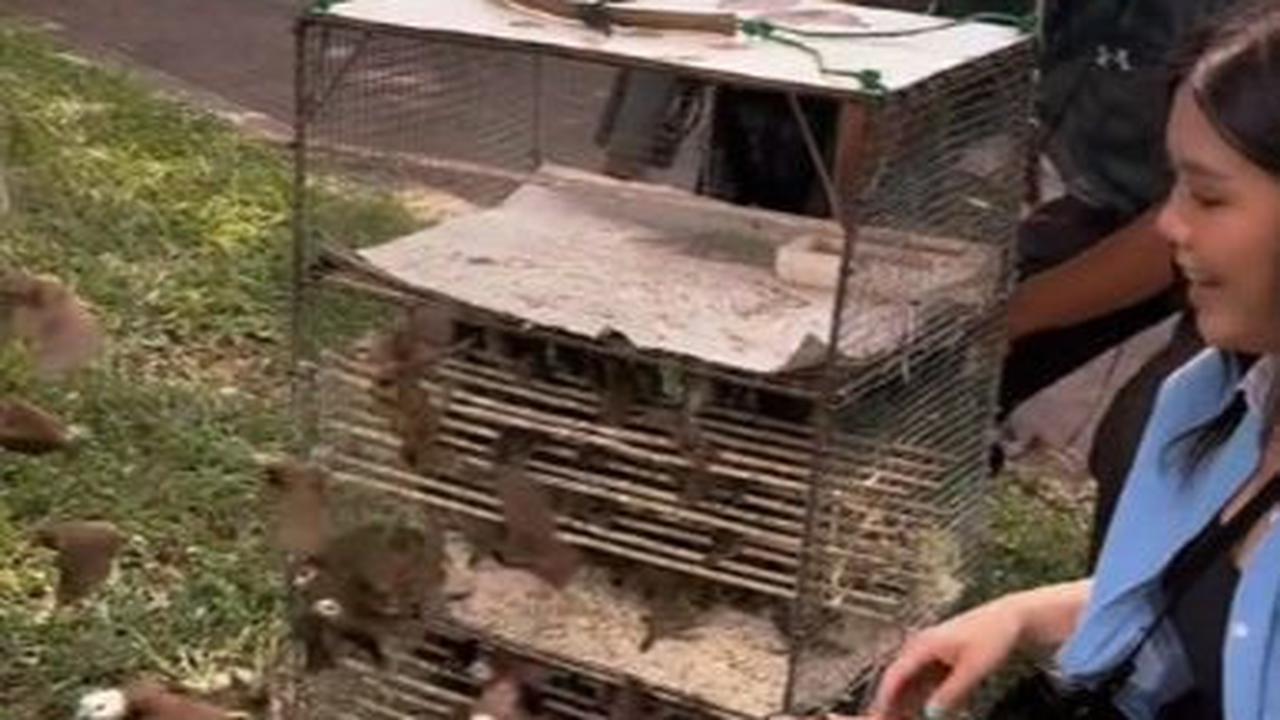 Viral Aksi Wanita Abadikan Momen Lepaskan Burung yang Sudah Dibeli, Aksinya Banjir Pujian