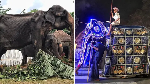 Berjalan Jauh dan Ditutupi Kain, Kondisi Gajah Ini Bikin Geram Netizen