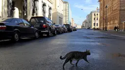 Seekor kucing melintas di depan Museum The Hermitage, Rusia, 14 Oktober 2015. Kucing tersebut dipekerjakan menjaga karya seni yang berada di museum dari serangan tikus. (AFP Photo/Olga Maltseva)