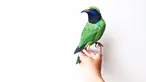 Seniman asal Kolombia bernama Diana Beltran Herrera, belum lama ini menciptakan seni rupa berupa burung dari kertas yang sangat mirip dengan aslinya. (facebook.com/DianaBeltranHerrera)
