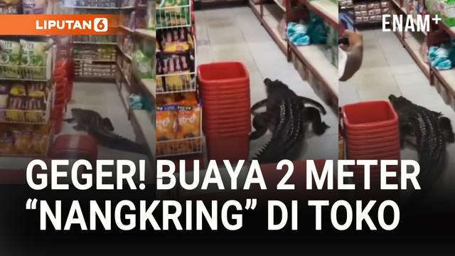 Warga Desa Wayo, Taliabu Barat, Maluku Utara, digegerkan kemunculan buaya besar lebih dari 2 meter yang tiba-tiba masuk ke dalam toko.