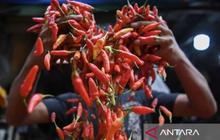 Trivia: Mengapa Tomat Jadi Pahlawan? Deflasi Kota Malang Dipicu Penurunan Harga Hortikultura