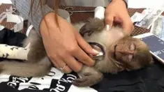 Seekor monyet pingsan selama 10 jam setelah mencuri minuman kopi milik turis.