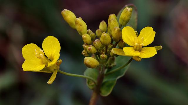 Kata-Kata Bunga Tanpa Akar yang Sedang Viral, Lengkap dengan Maknanya