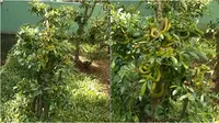 Penampakan puluhan ular hijau nangkring di pohon ini bikin merinding. (Sumber: TikTok/boconganh.1997)