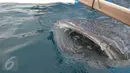 Hiu Paus (Shark Whale) memakan makanan ikan kecil pemberian pengunjung di Desa Botu Barani, Kabupaten Bone Bolango, Gorontalo, Senin (4/7). Kehadiran Hiu Paus menjadi sorotan wisatawan lokal dan mancanegara. (Liputan6.com/herman Zakharia)