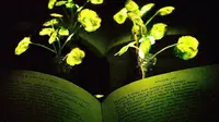 Tanaman yang bisa menyala dalam gelap ini terinspirasi dari kunang-kunang. Source: MIT via untold-universe.org