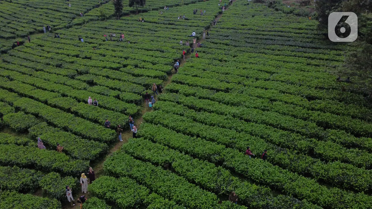 Muda Mudi Penuhi Kawasan Wisata Kebun Teh