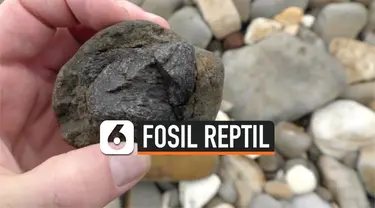 fosil reptil