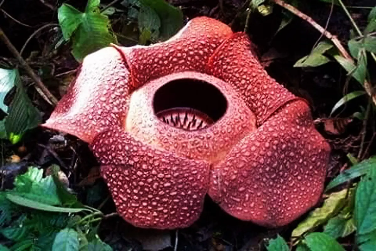 Bunga Rafflesia