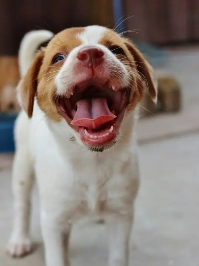 Jika Kamu Merasa Sedih, Anjing-Anjing Ini Siap Menceriakanmu