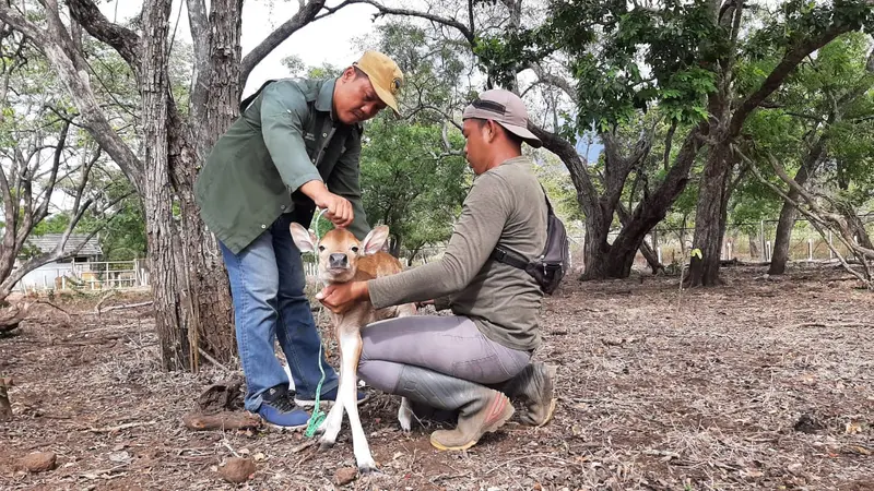 Imutnya Anak Banteng Jawa yang Lahir di Taman Nasional Baluran Jelang Tahun Baru Islam