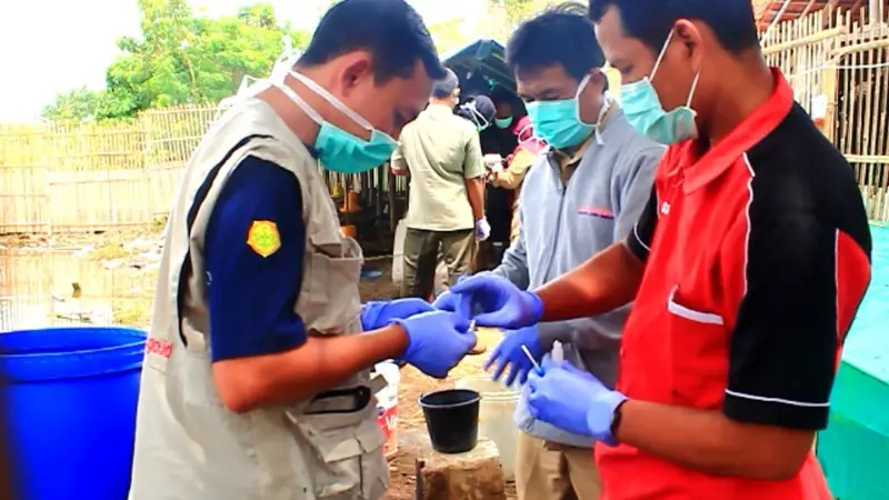 Ayam Peliharaan Negatif Flu Burung, Dari Mana Korban Terinfeksi?