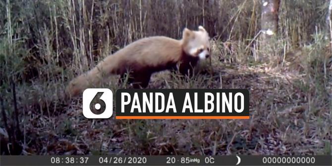 VIDEO: Panda Albino Merah Tertangkap Kamera di Cagar Alam Nasional