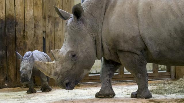 Bayi Badak Anggota Baru Kebun Binatang di Prancis