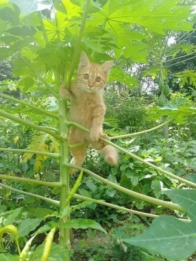 6 Potret Kucing Panjat Pohon Ini Ekspresi Lucu Banget