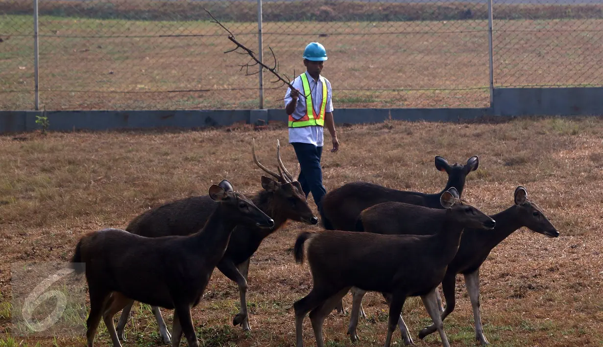 Rusa Sambar dan petugas pemelihara di lokasi penangkaran di kawasan Terminal BBM Pertamina dan Refinery Unit 5 Balikpapan, Kamis (29/10). Rusa Sambar merupakan rusa paling besar diantara tiga rusa asli Indonesia lainnya. (Liputan6.com/Immanuel Antonius)