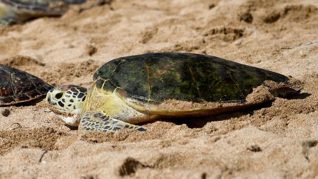 Pelepasliaran Penyu Langka di Pantai Sanur