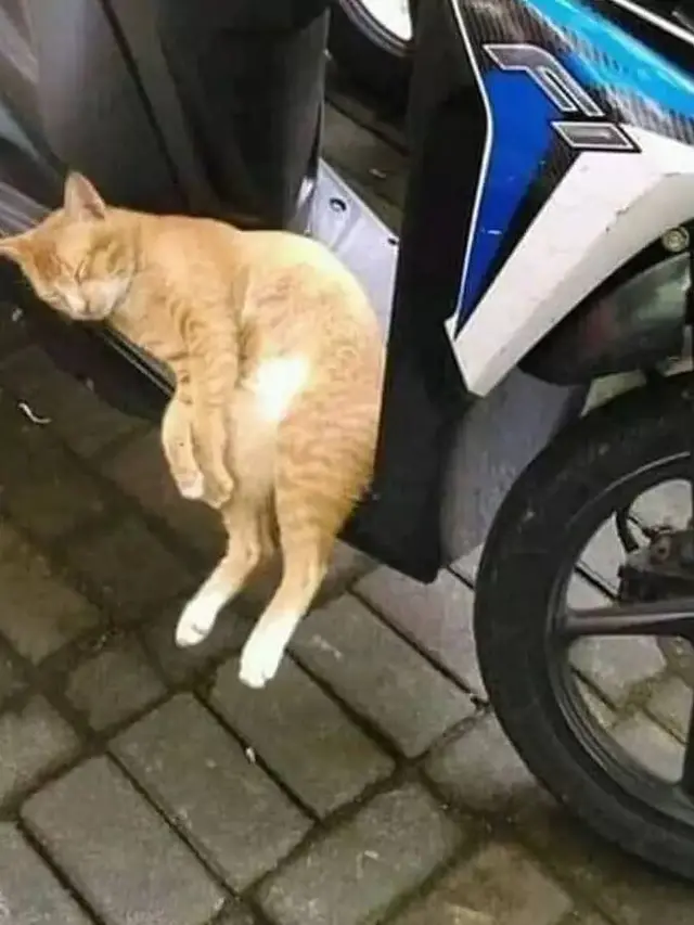 12 Potret Nyeleneh Kucing Tidur di Sembarang Tempat Ini Bikin Gemas