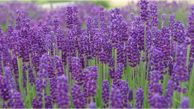 Foto: copyright victorslavender.com