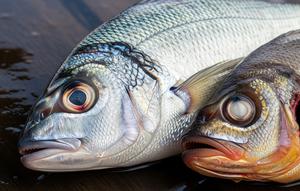 Perbedaan Ikan Segar dan Tidak Segar, Perhatikan Cirinya agar Aman Dikonsumsi (Foto: Gemini AI)