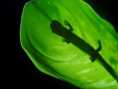 Seekor salamander Mombacho (Bolitoglossa mombachoensis) berada di atas daun di Mombacho Volcano Natural Reserve di Granada, Nikaragua (18/3). Salamander Mombacho adalah hewan endemik Nikaragua yang terancam punah. (AFP/Inti Ocon)