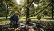 4 Pohon Buah yang Nilai Jual Bibitnya Lebih Mahal Daripada Buahnya, Investasi Menjanjikan