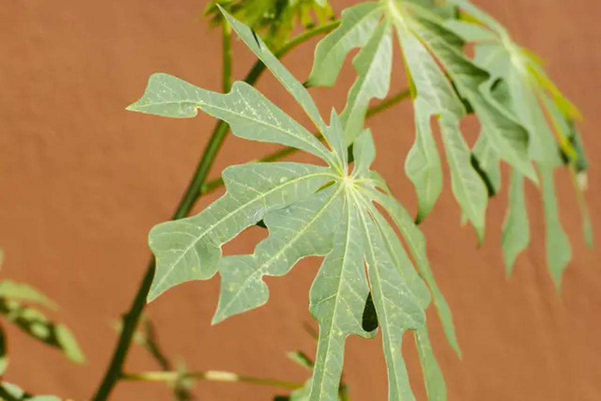 Manfaat Daun Herbal untuk Asam Urat, Simak Cara Pengolahannya