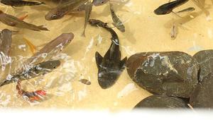 Ilustrasi Ikan Sapu-Sapu. (Foto: Nafisathallah/Wikimedia Commons)