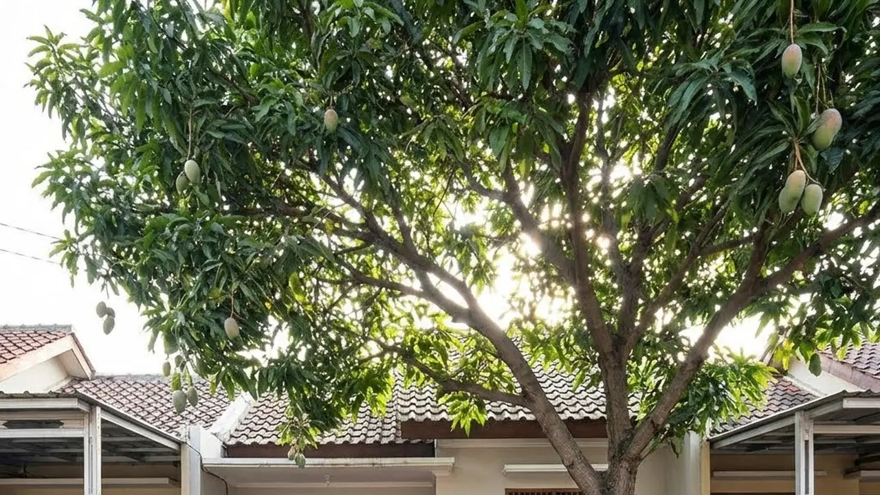 Pohon Mangga sebagai Peneduh (Gemini AI)