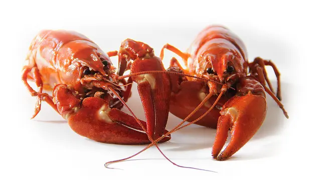 [Bintang] Lobster
