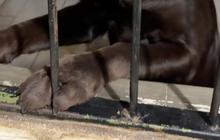 Penampakan Kandang Anjing Polisi saat Malam Hari, Ada yang Antusias Minta Makan