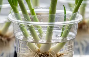 Cara Menanam Daun Bawang di Gelas Plastik Bekas, Solusi Praktis Panen Sayur dari Sudut Rumah