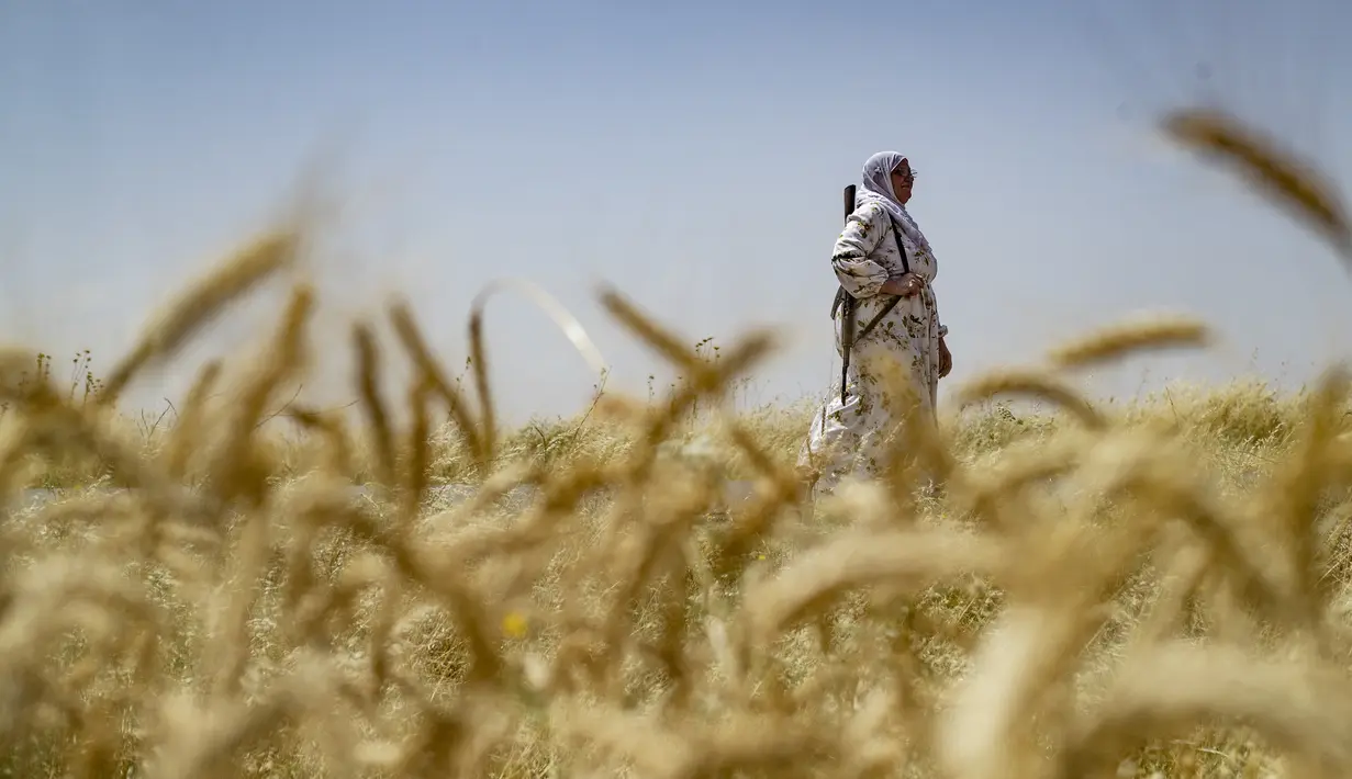 Puluhan sukarelawan, beberapa di antaranya adalah perempuan, membantu wilayah semi-otonom yang dipimpin oleh Kurdi untuk melindungi ladang gandum yang luas dari kebakaran dan pembakaran. (Delil SOULEIMAN / AFP)