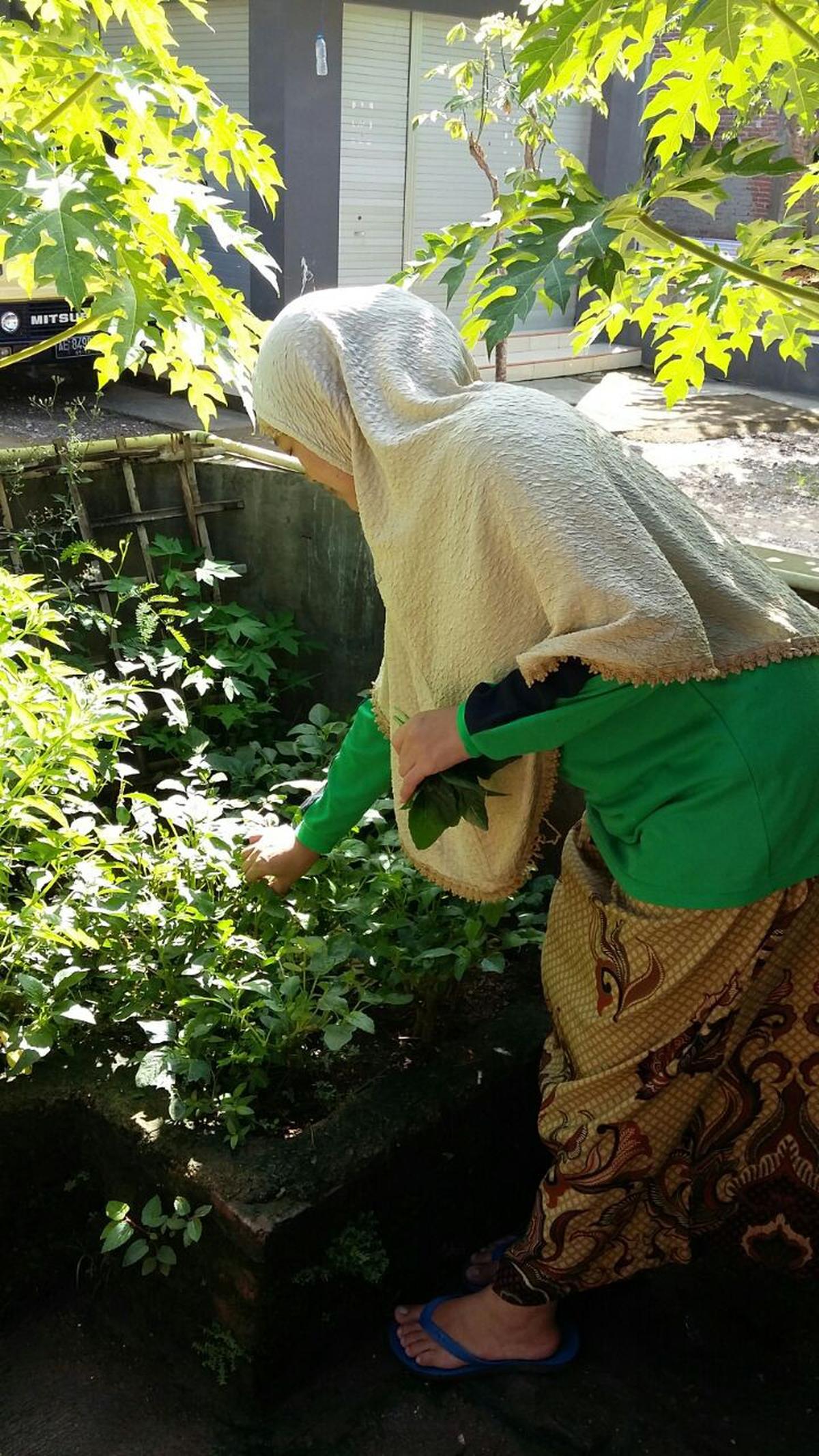 Katuk
