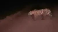 Harimau Sumatra melintas di tengah jalan menuju hutan untuk memberi peringatan bagi masyarakat di Rokan Hilir. (Liputan6.com/Dok BBKSDA Riau/M Syukur)