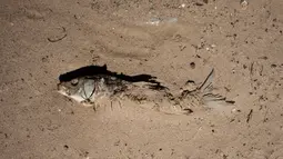 Bangkai ikan di dasar sungai Guadalteba yang mengalami kekeringan saat gelombang panas melanda wilayah Los Campillos di Spanyol, Rabu (9/8). Eropa tengah dilanda gelombang panas Lucifer yang suhunya mencapai 40 derajat Celsius. (JORGE GUERRERO / AFP)