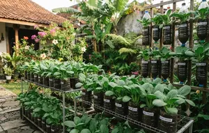 Cara Menanam Pakcoy di Botol Bekas agar Daunnya Lebat, Langkah Mudah yang Membuat Panen Lebih Cepat