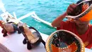 Kerajianan berupa patung komodo dan mangkok dipajang di atas kapal semi pinisi di Pink Beach, Taman Nasional Komodo, Sabtu, (9/10). Kerajinan tersebut, diambil Albin dan Kevin dari warga sekitar Pulau Komodo. (Liputan6.com/Fery Pradolo)