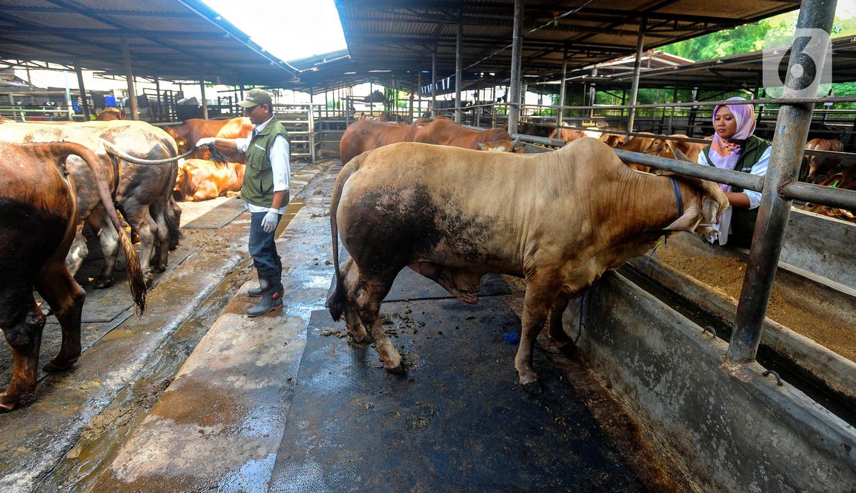 Pengecekan kesehatan hewan kurban ini untuk memastikan kelayakan dan kesehatannya sebagai hewan kurban yang akan dikonsumsi masyarakat. (merdeka.com/Arie Basuki)