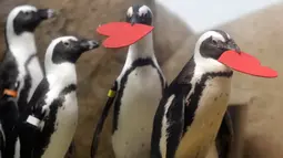 Kawanan penguin mendapat sarang berbentuk hati dari para ahli biologi di Akademi Ilmu Pengetahuan California yang terletak di San Francisco, Selasa (13/2). Kado itu sebagai bentuk perayaan hari Valentine atau kasih sayang. (AP Photo/Marcio Jose Sanchez)