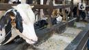 Sejumlah sapi terlihat di salah satu peternakan sapi perah kawasan Duren Tiga, Jakarta, Rabu (25/5/2022). Menurut pekerja, isu wabah Penyakit Kuku dan Mulut (PMK) akhir-akhir ini tidak berpengaruh terhadap penjualan susu sapi. (Liputan6.com/Herman Zakharia)