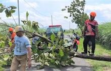 Cuaca Ekstrem Picu Bencana Magetan: Puluhan Pohon Tumbang dan Kerusakan Meluas