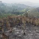 4 Korporasi jadi Tersangka Kebakaran Hutan dan Lahan