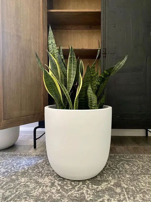 10 Tanaman Cantik yang Mudah untuk Ditanam di Rumah