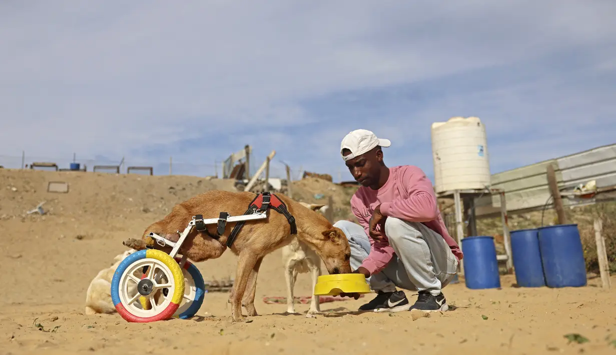 Saed al-Aer memberi makan Lucy saat mencoba kursi roda barunya di penampungan Sulala Society for Animal Care di Kota Gaza, 16 Desember 2021. Penampungan hewan ini menggunakan roda mobil mainan dan sepeda anak untuk membuat perangkat mobilitas bagi kucing dan anjing yang cacat. (MOHAMMED ABED/AFP)