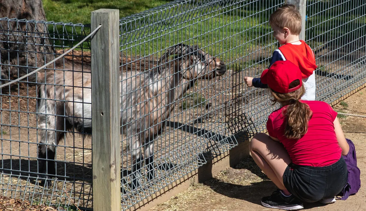 Anak-anak mengunjungi Taman Margasatwa Symbio di tengah pandemi COVID-19, Sydney, Australia, 5 September 2020. Beberapa kebun binatang dan taman margasatwa di Sydney sudah kembali dibuka untuk umum. (Xinhua/Zhu Hongye)