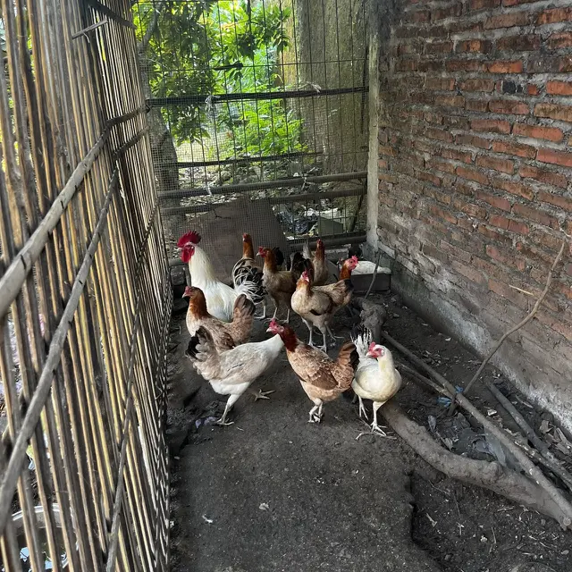 memelihara ayam